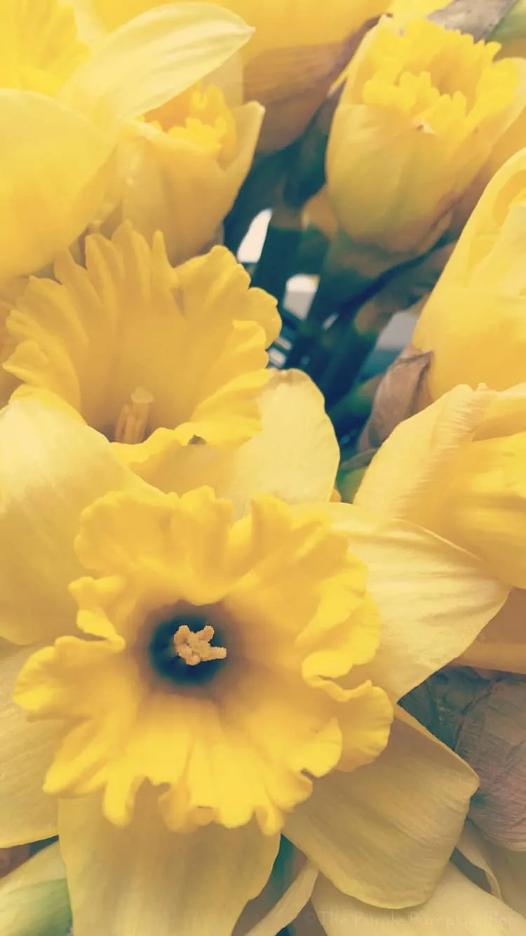 Floral iPhone Wallpaper