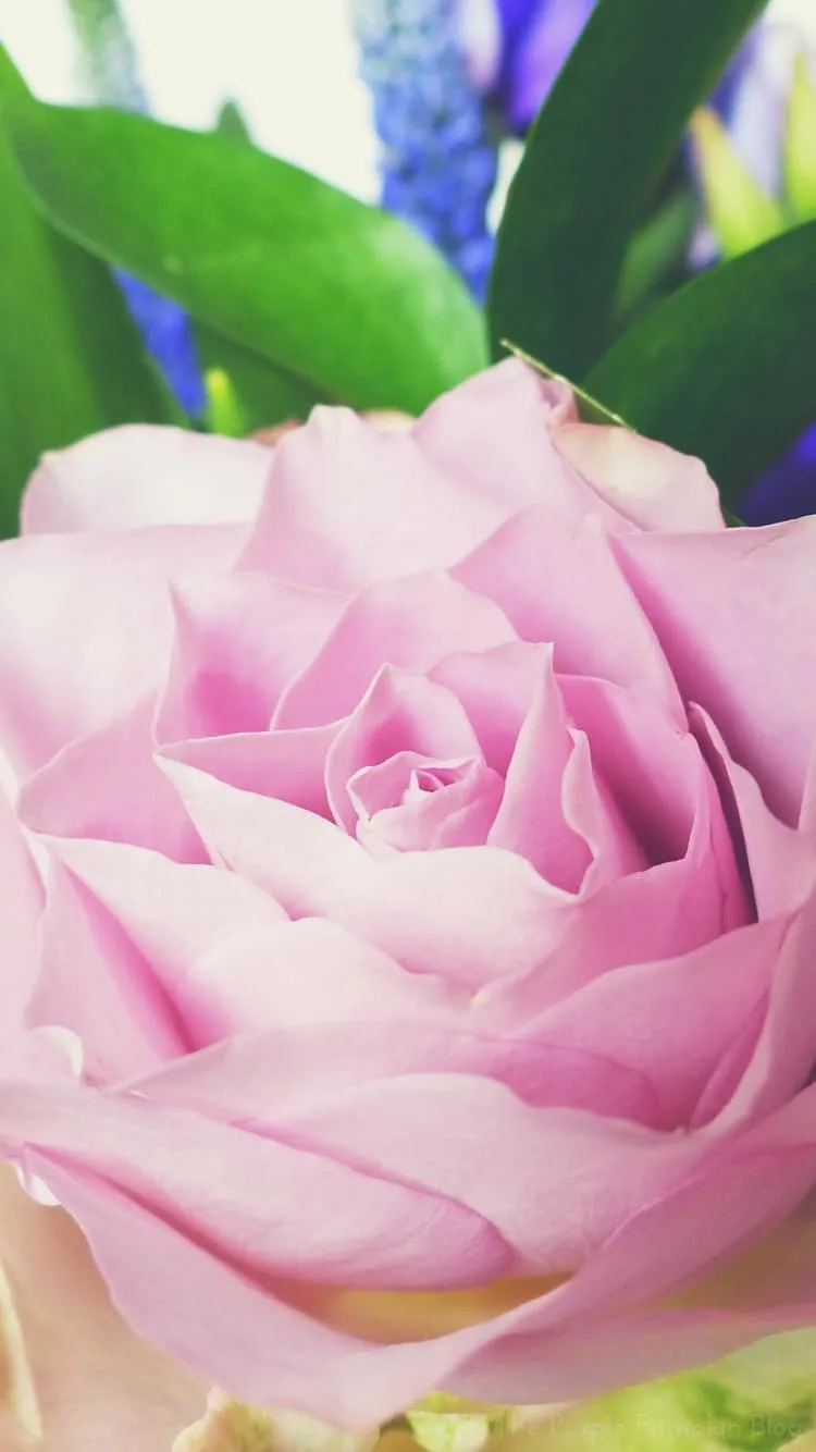 Floral iPhone Wallpaper