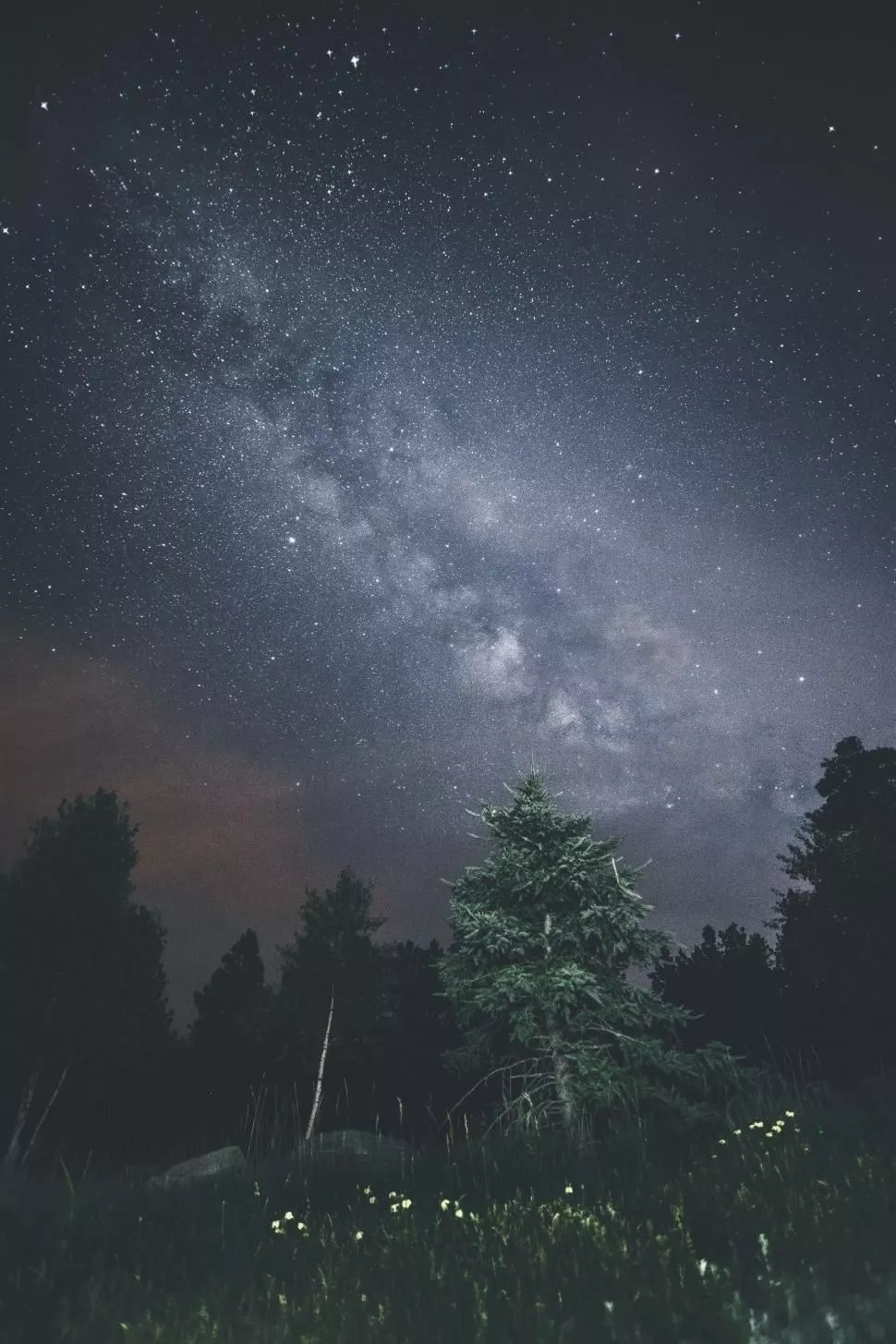 Photo of Starry Night Sky Over Forest