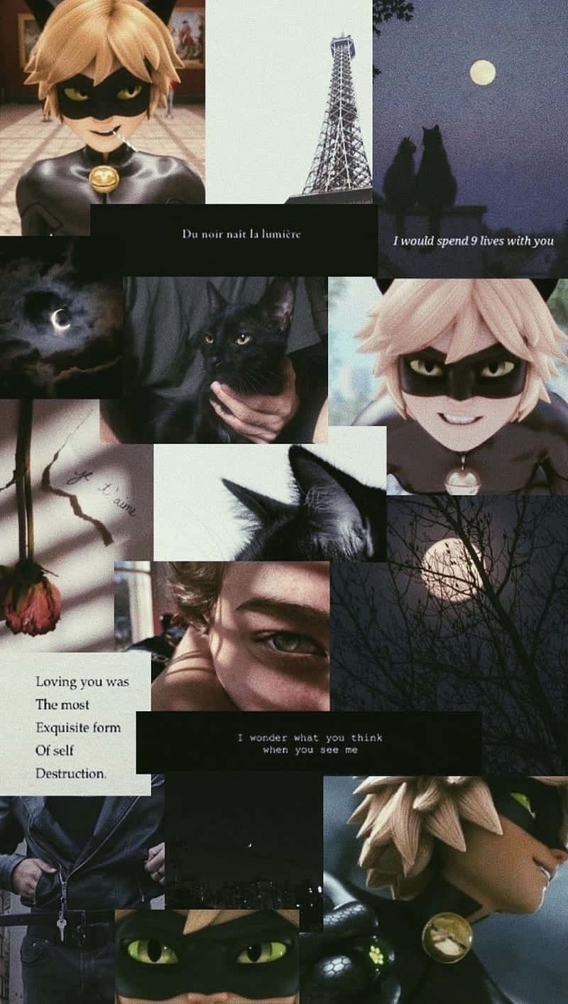 Download Miraculous Cute Cat Nouir Fan