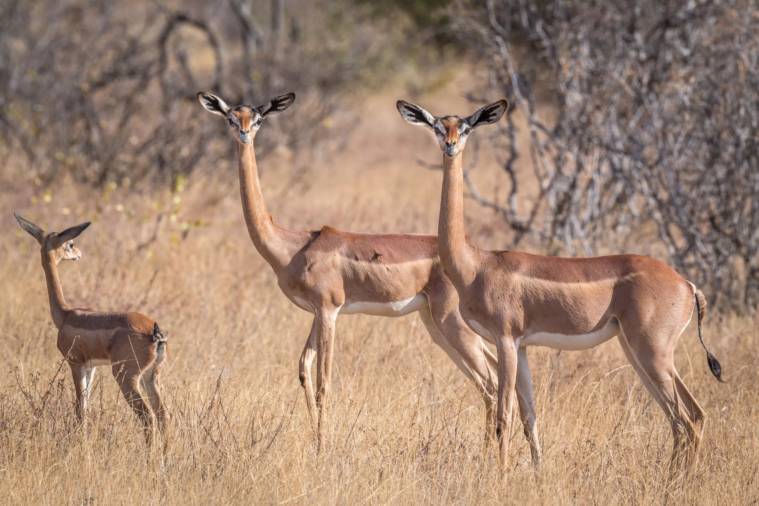 Wallpaper antelope, African, gerenuk