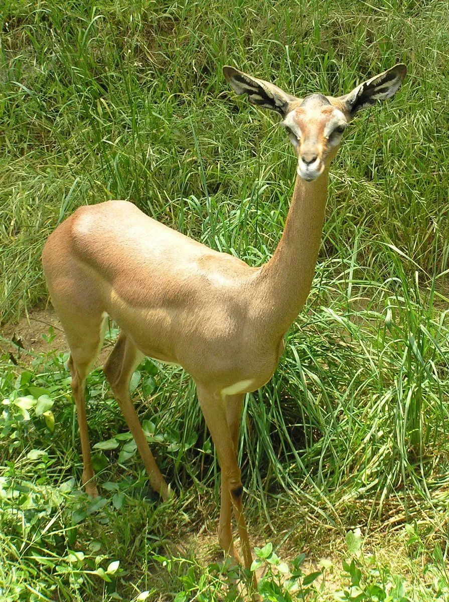 Gerenuk Antelope Free Photo Download