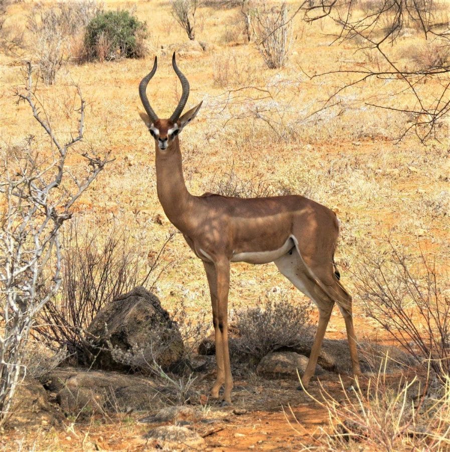 Gerenuk