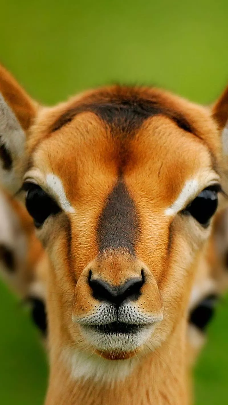 HD gerenuk wallpaper