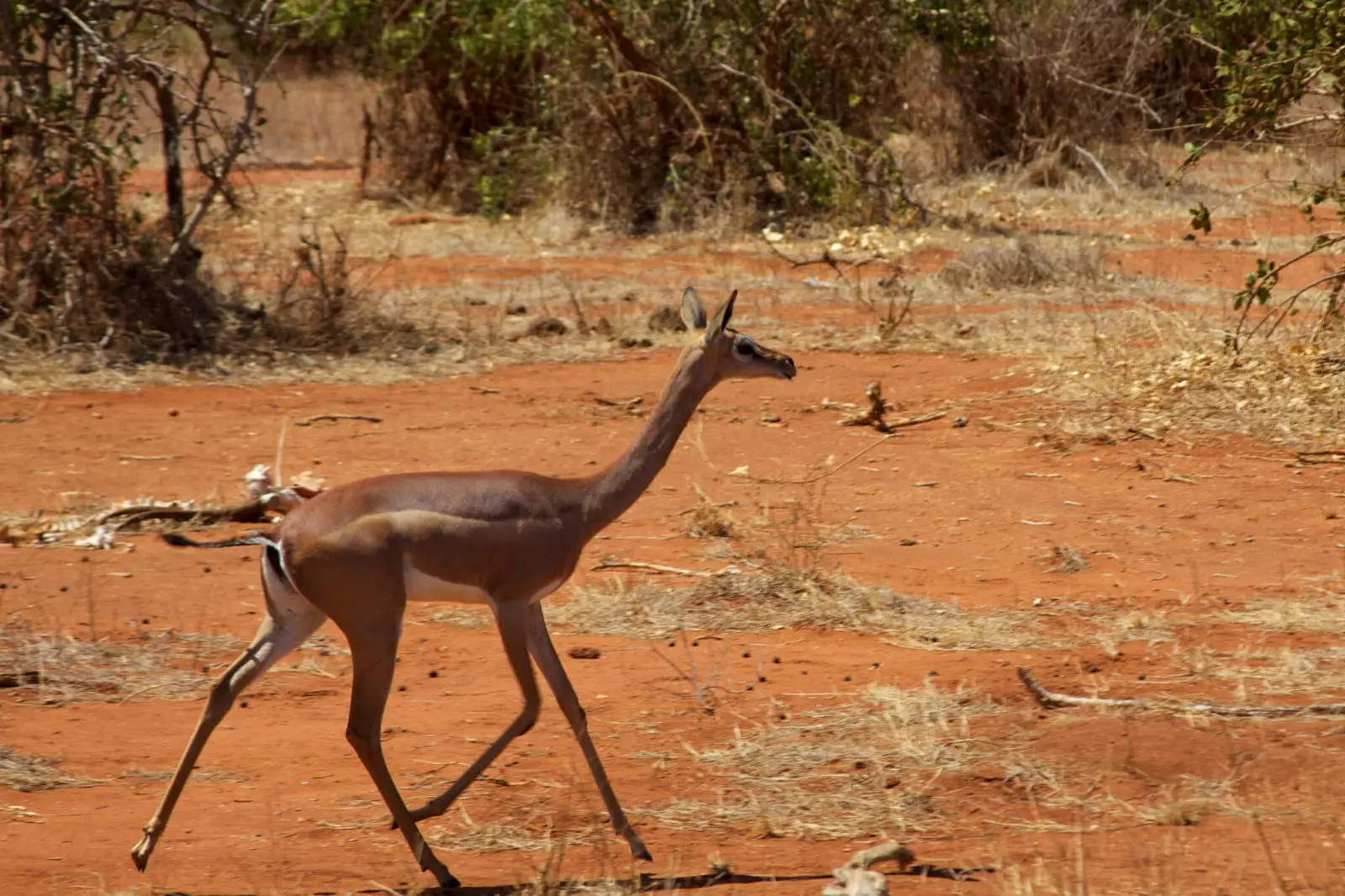 Gerenuk, Diet, Habitat