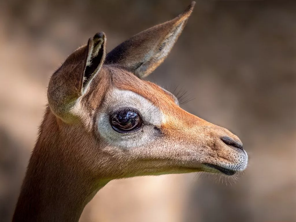 Doe Eyes. Gerenuk Litocranius walleri