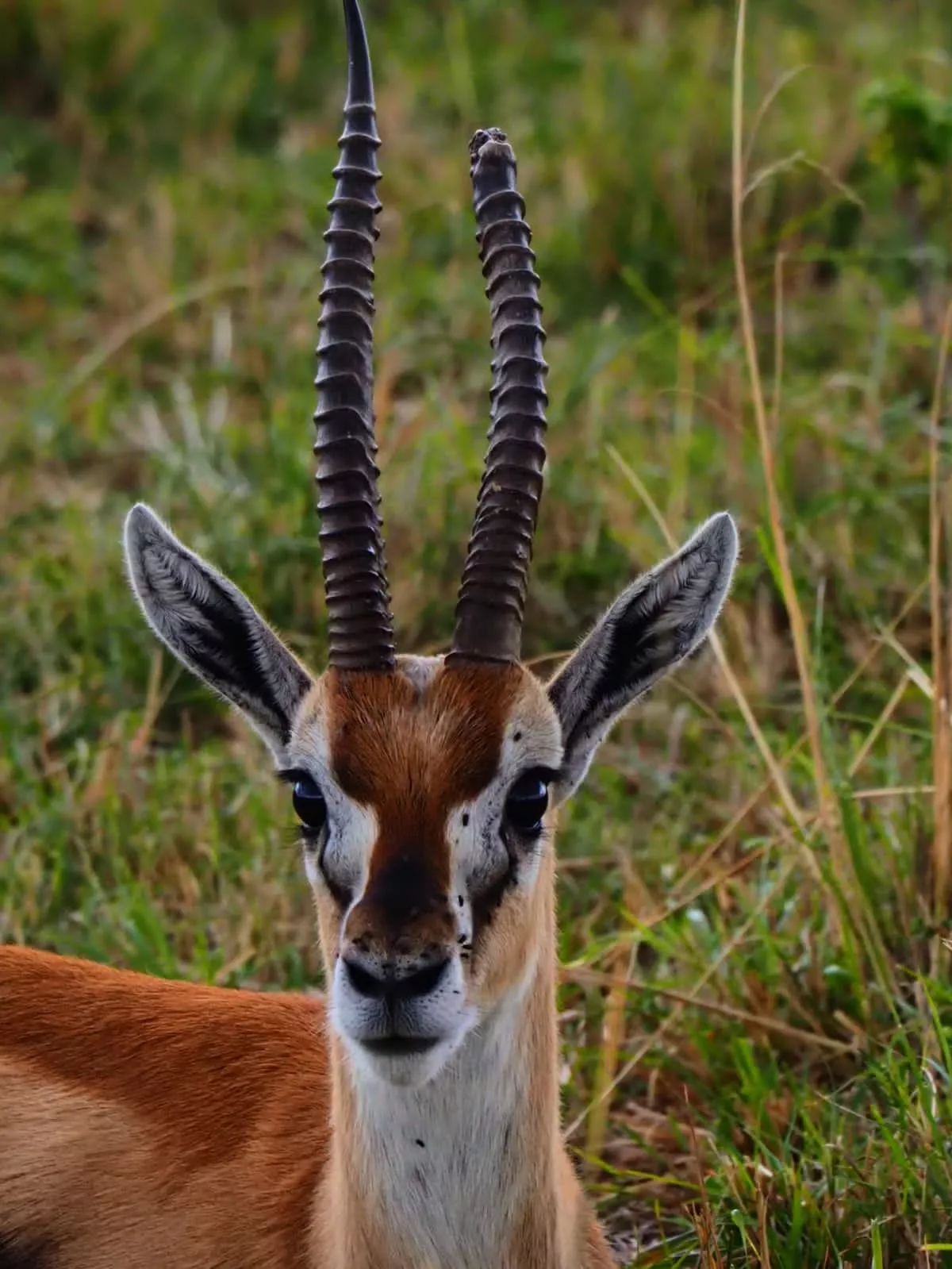 Gerenuk—African Wildlife—Your African