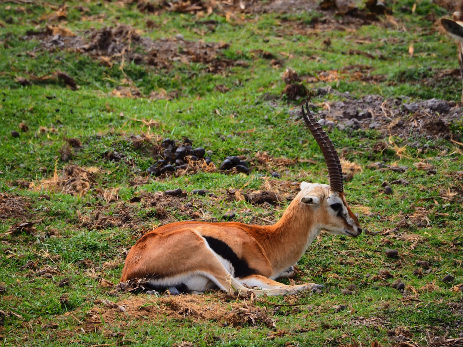 Gerenuk—African Wildlife—Your African
