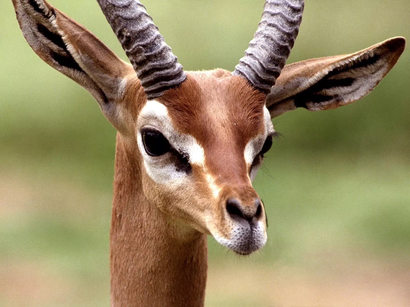 Gerenuk Picture