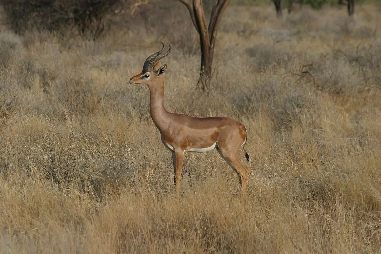 Gerenuk, Diet, Habitat