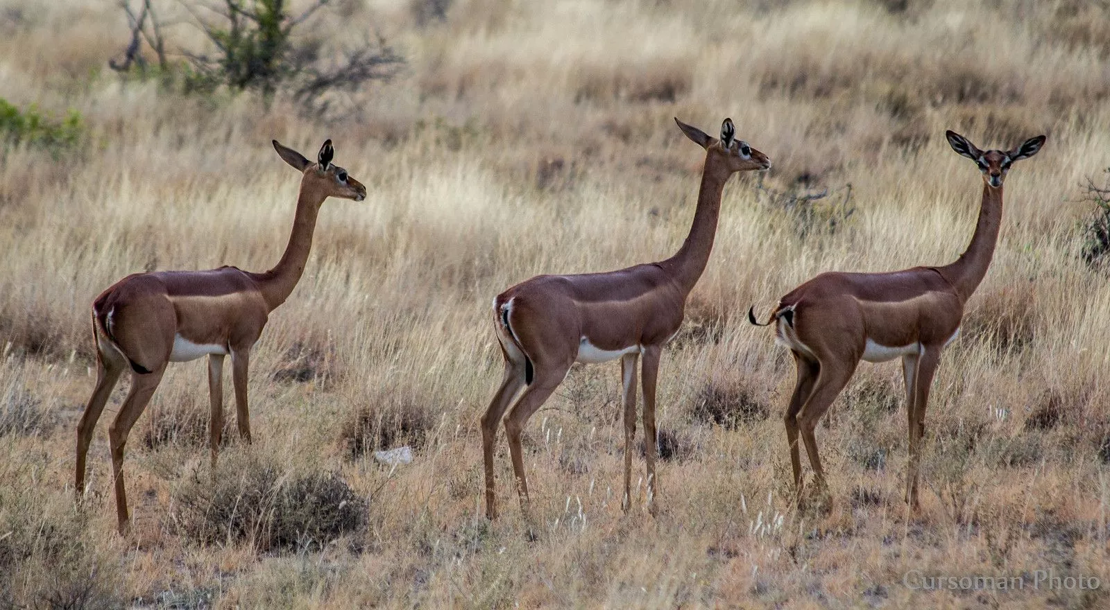 Gerenuk Gerenuc, Gacela Jirafa, Waller