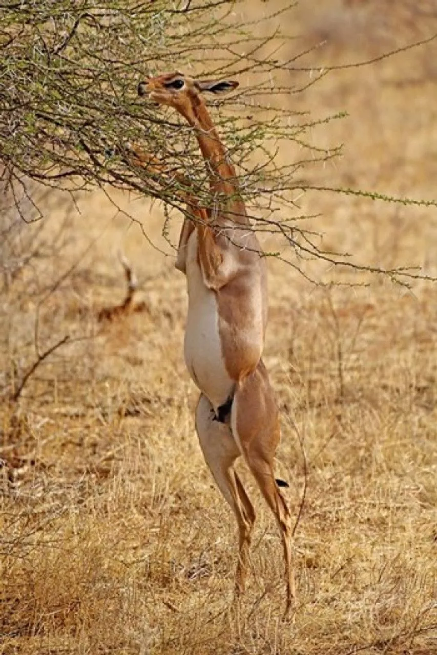 Gerenuk antelope, Samburu Game Reserve