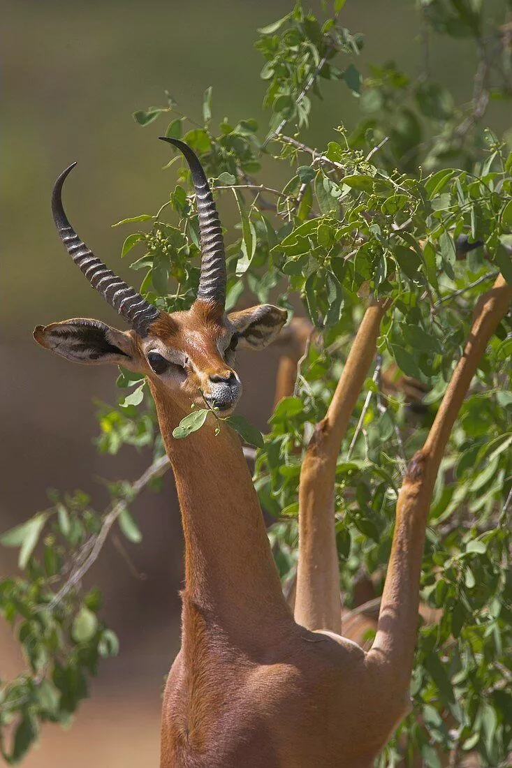 Gerenuk Litocranius walleri aka Waller
