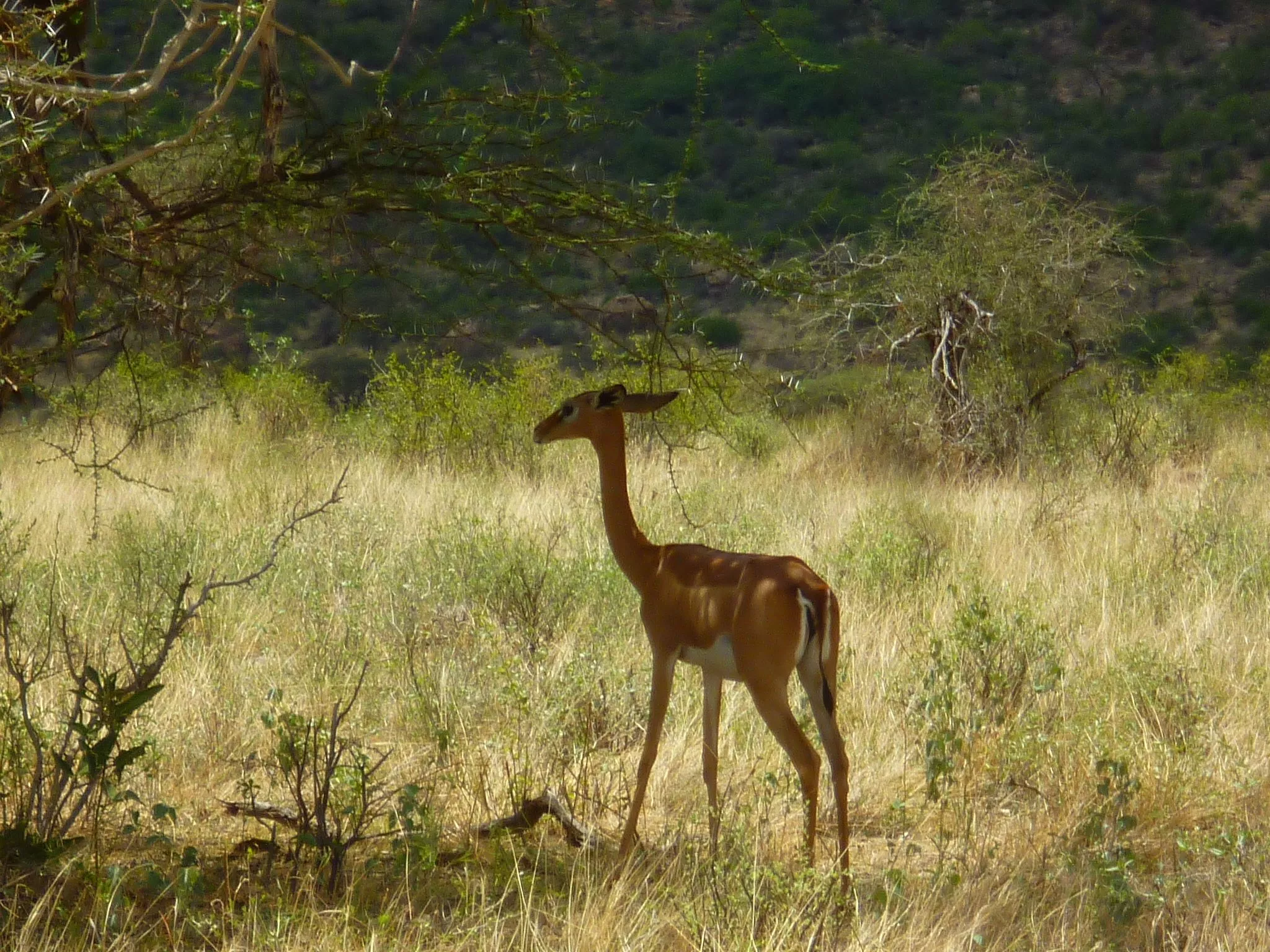 Gerenuk—African Wildlife—Your African