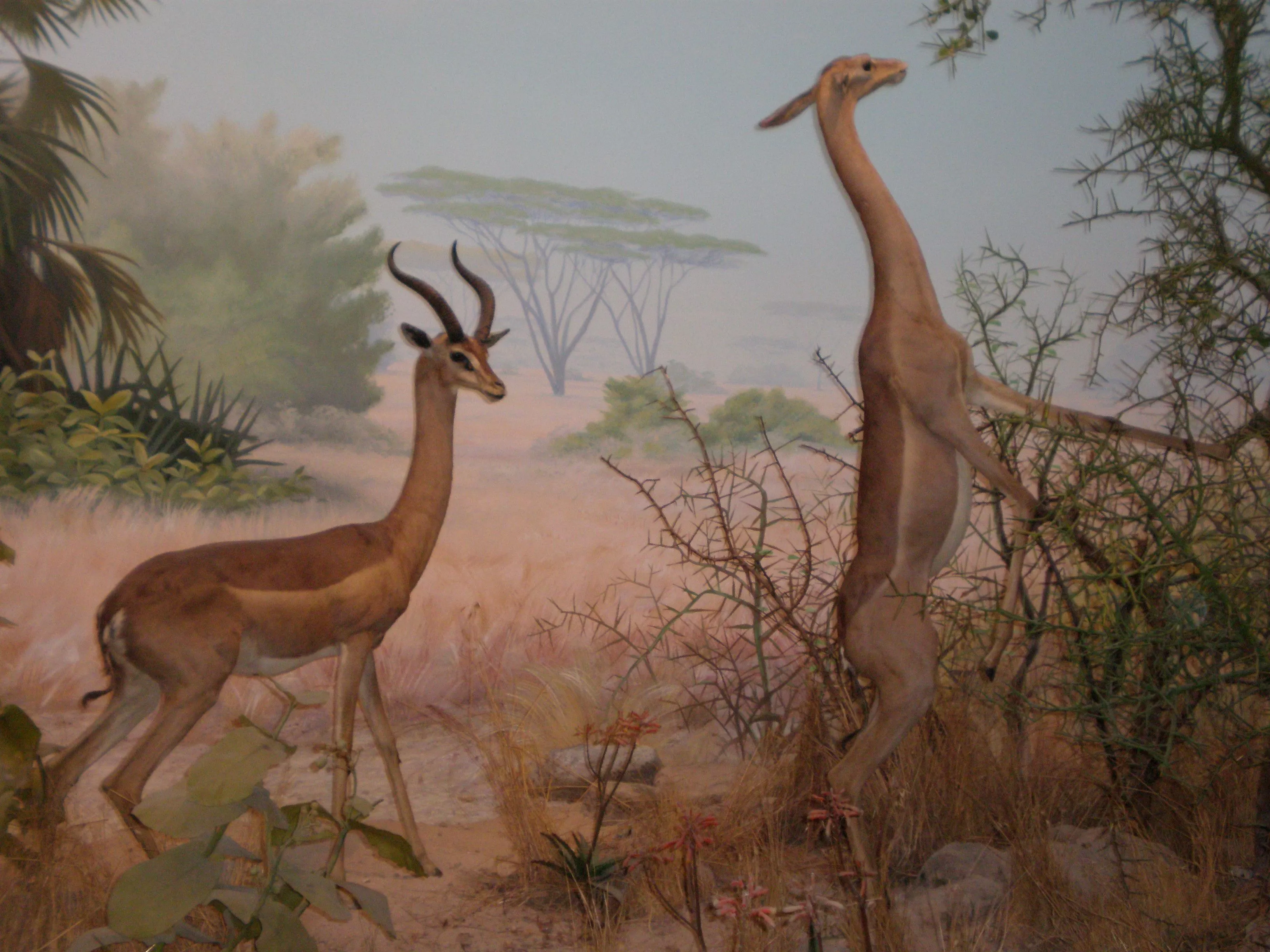 Gerenuk CAS