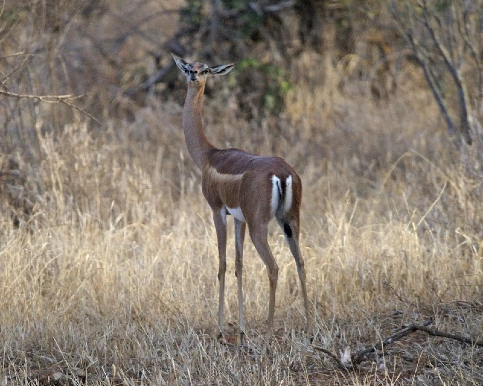 Gerenuk, Diet, Habitat