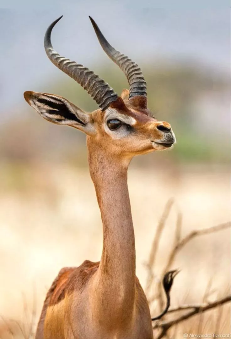 Male Gerenuk Gazelle (Litocranius walleri)