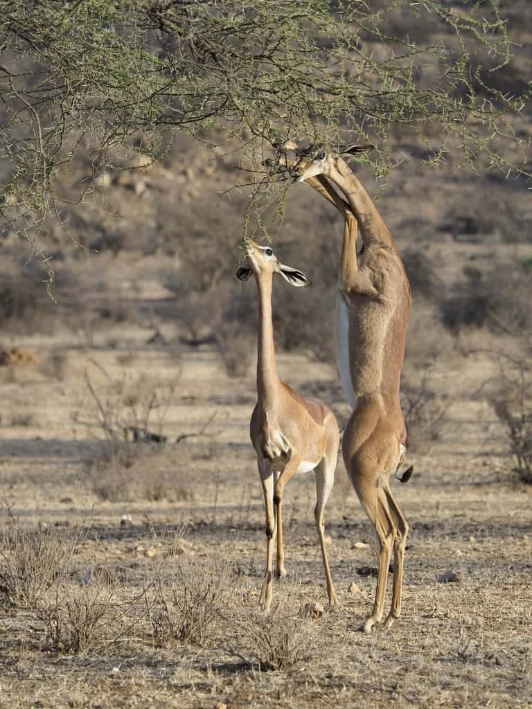 Gerenuk