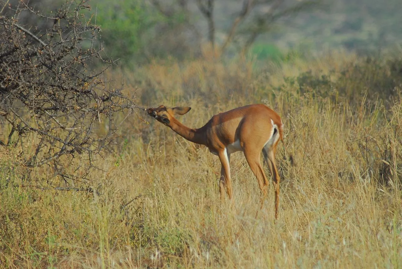 Free Gerenuk & Adaptation Image