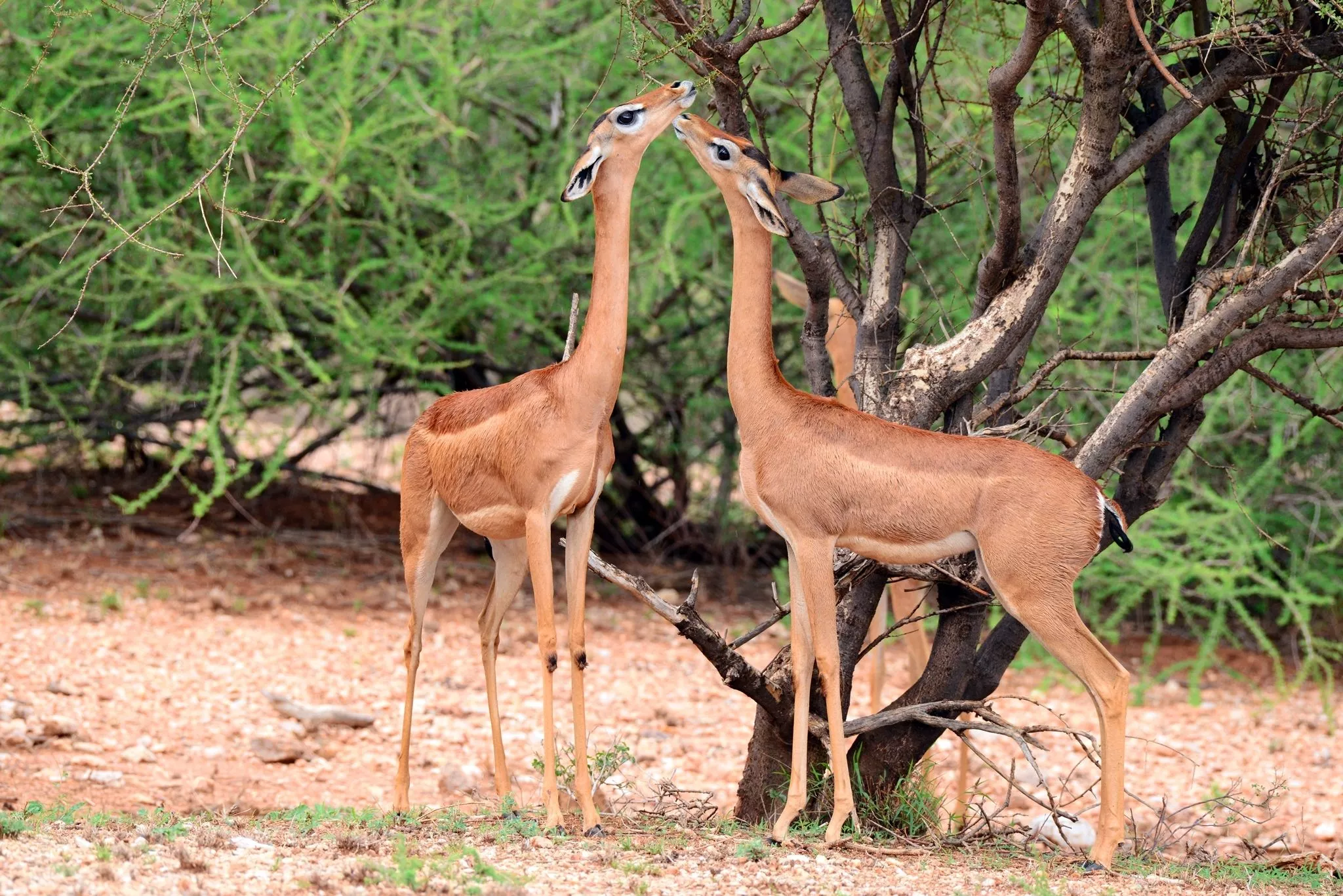 Gerenuk (Litocranius walleri) · iNaturalist