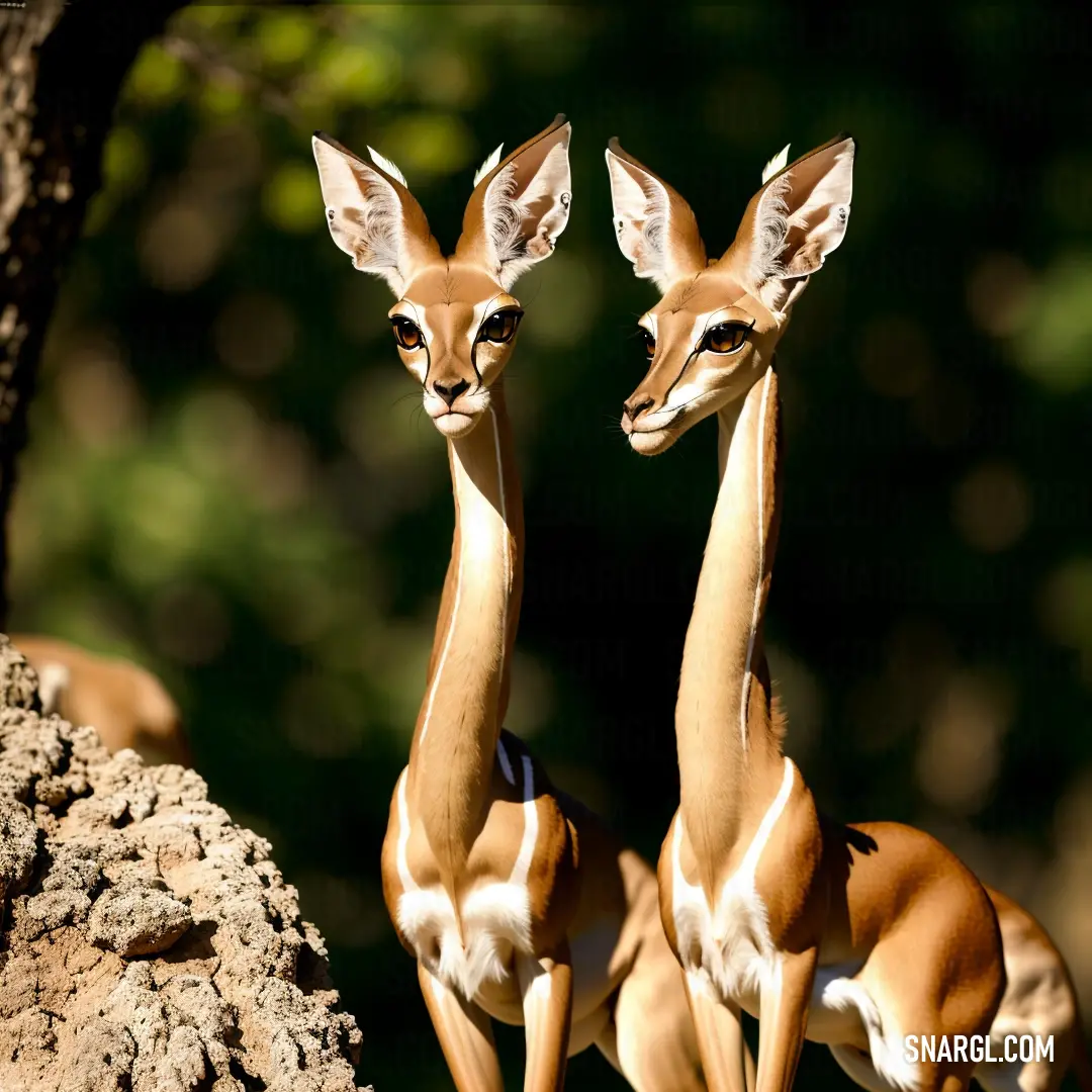 Gerenuk Antelope Species
