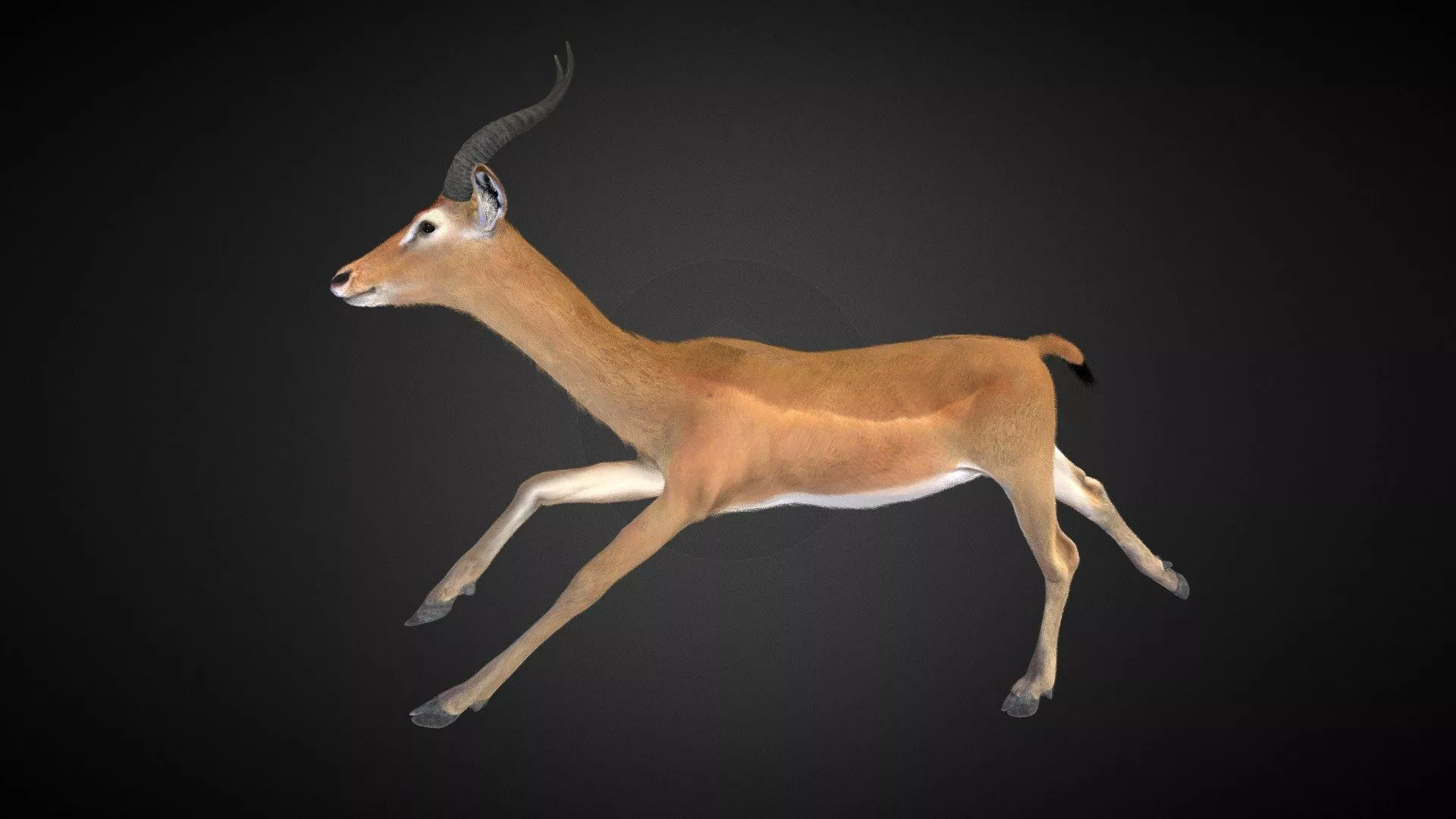 Gerenuk Realistic model