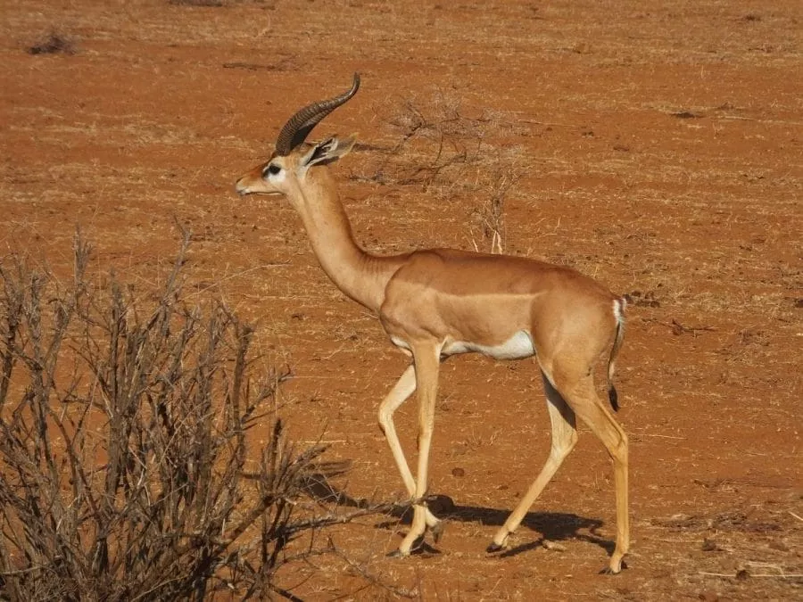 Gerenuk