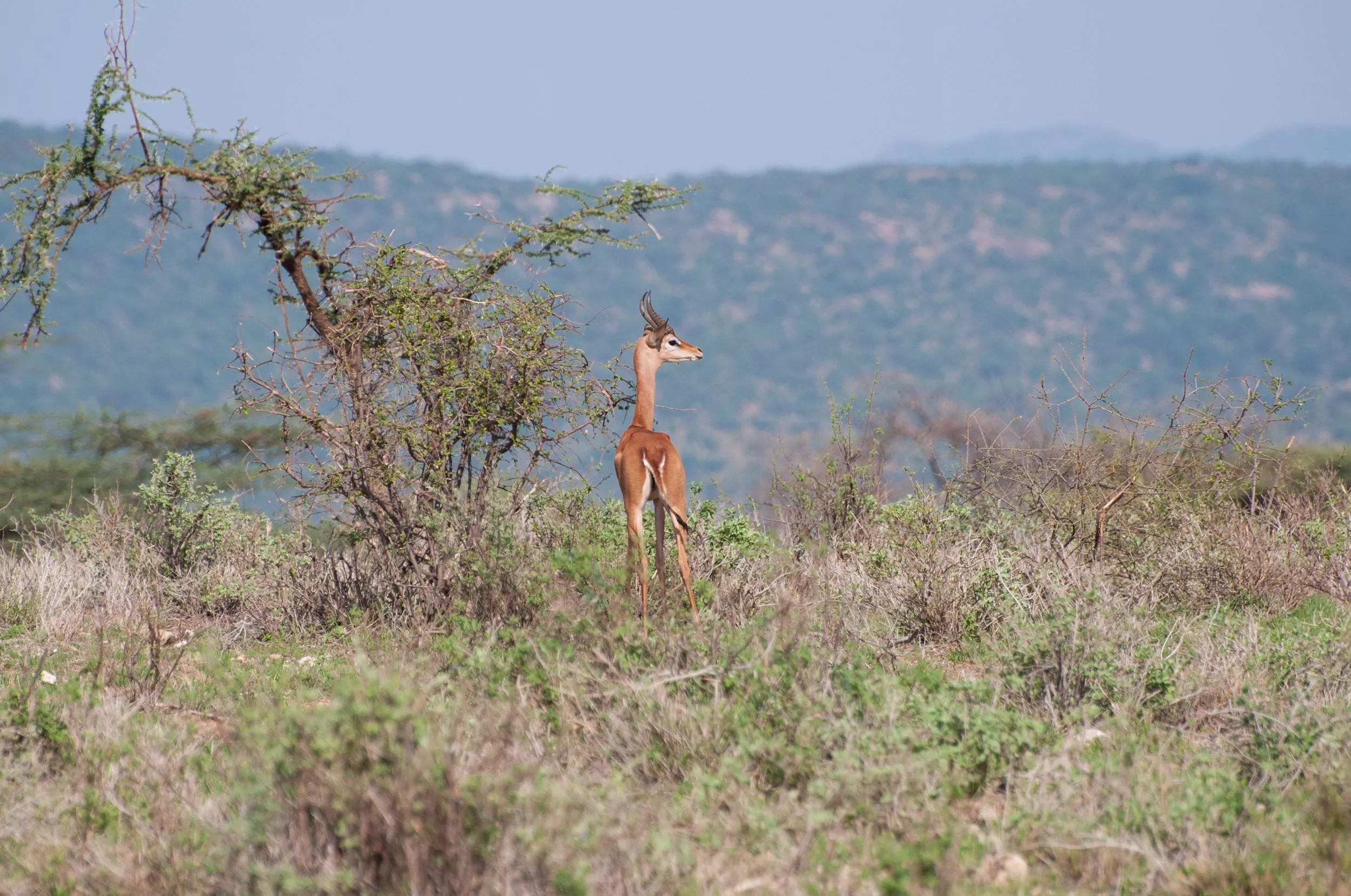 Gerenuk