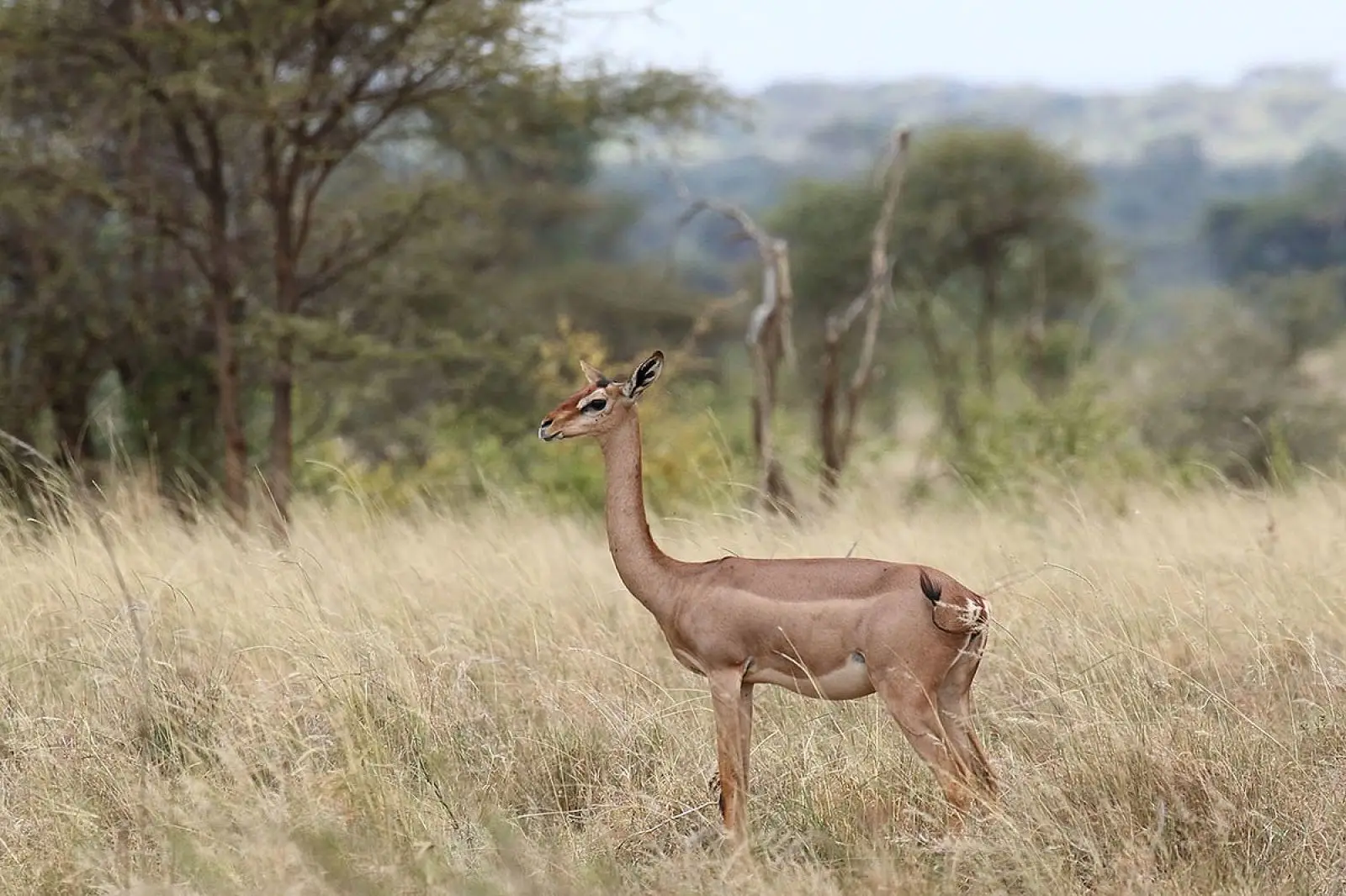Gerenuk, Diet, Habitat