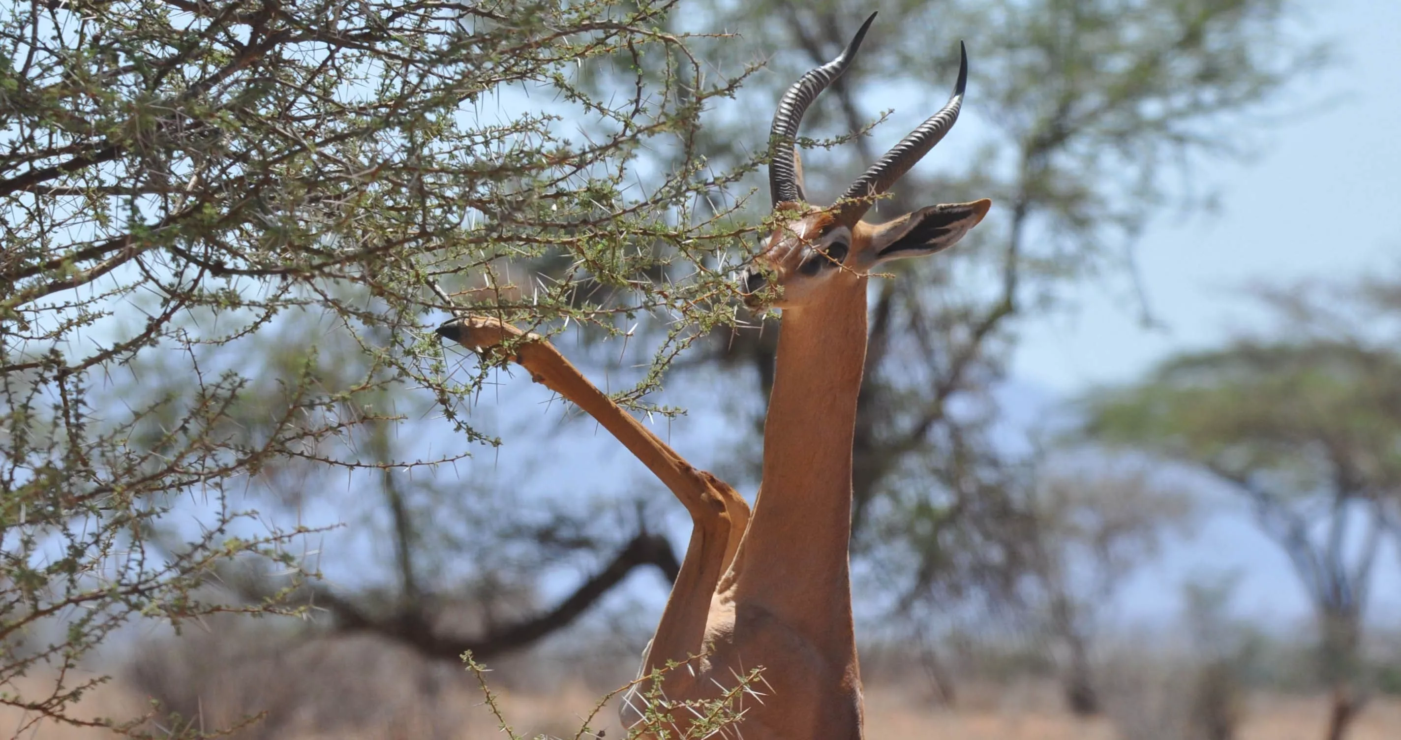 Gerenuk—African Wildlife—Your African