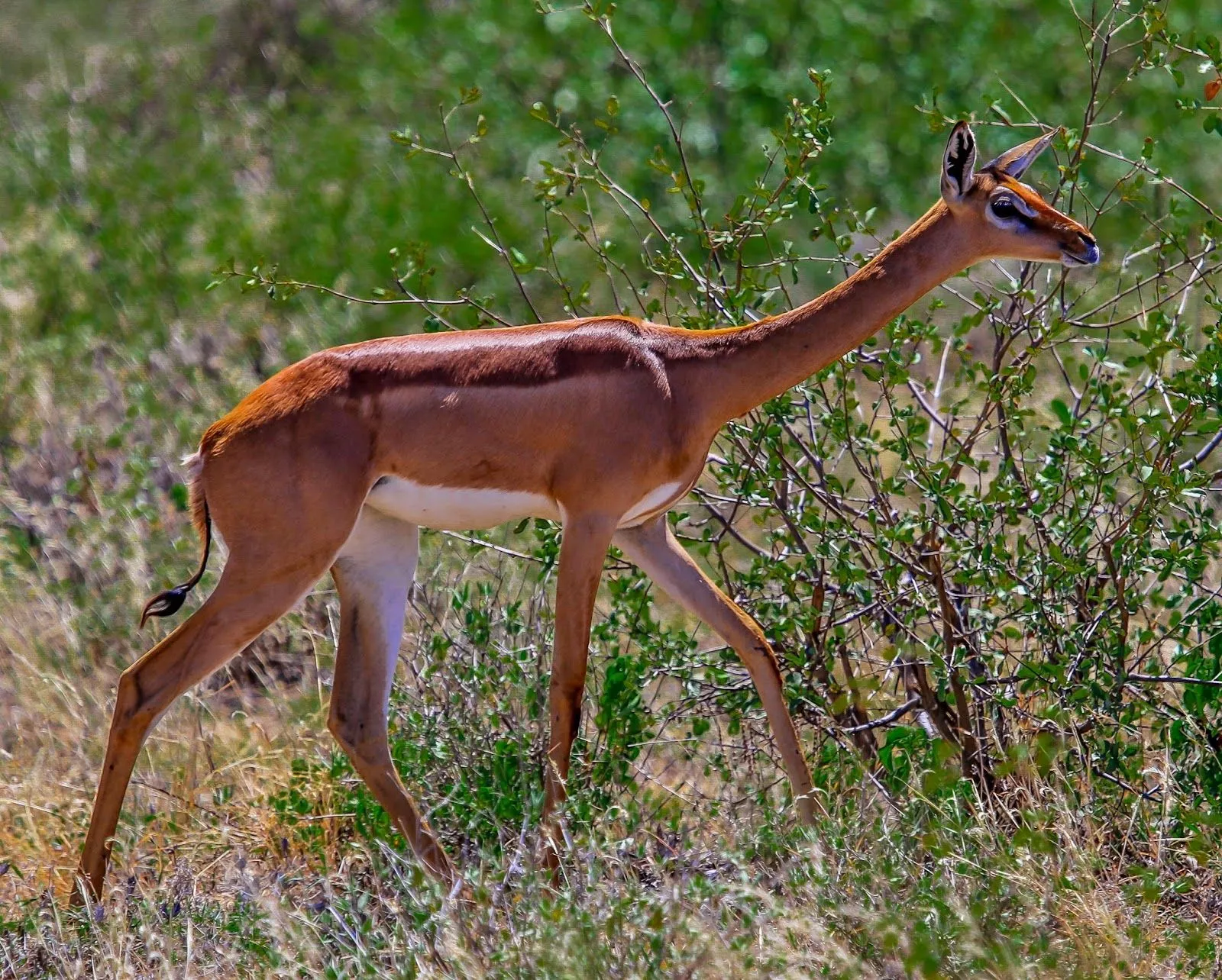 Cannundrums: Gerenuk