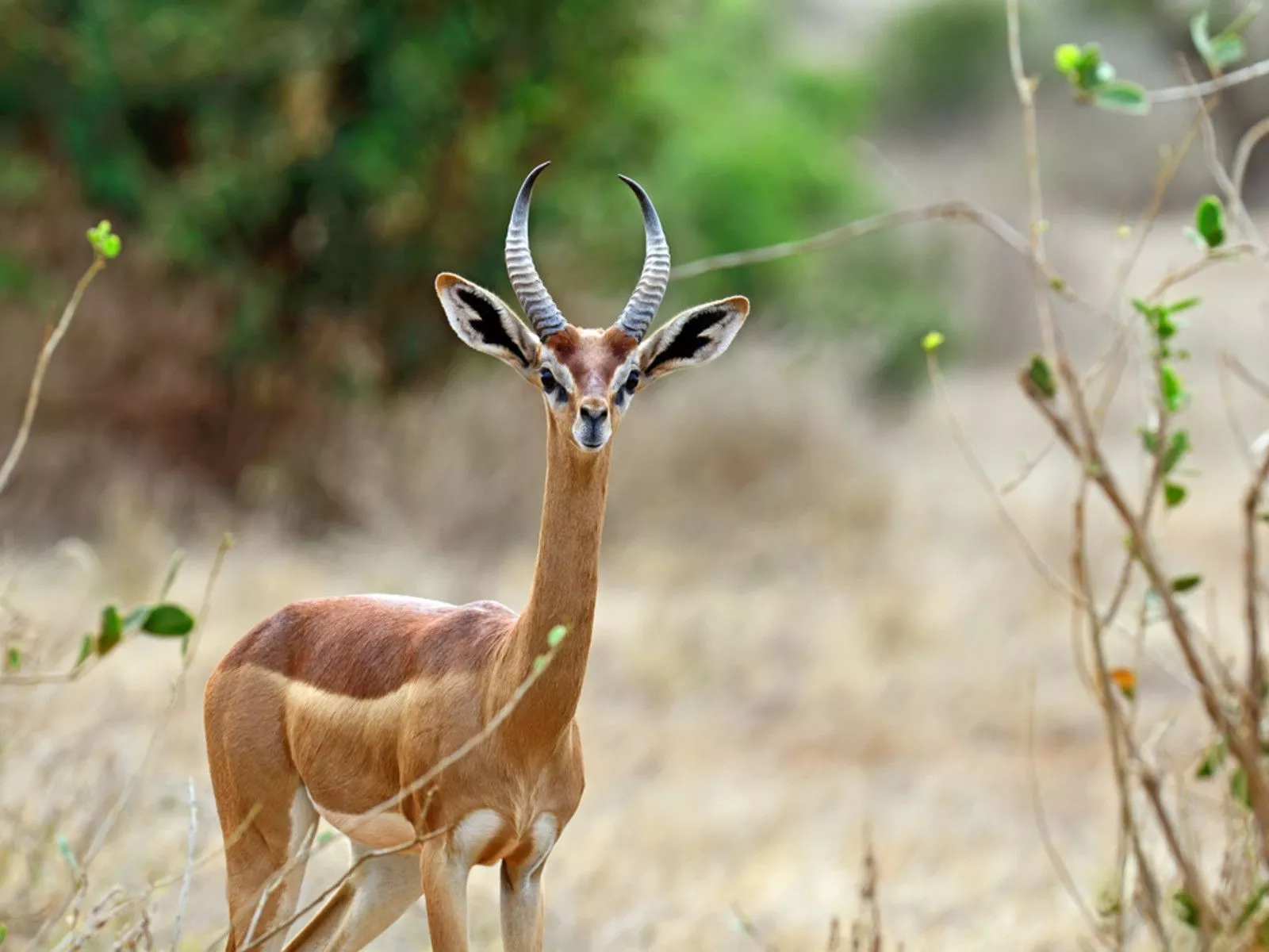 north Kenya to see the Samburu Special Five