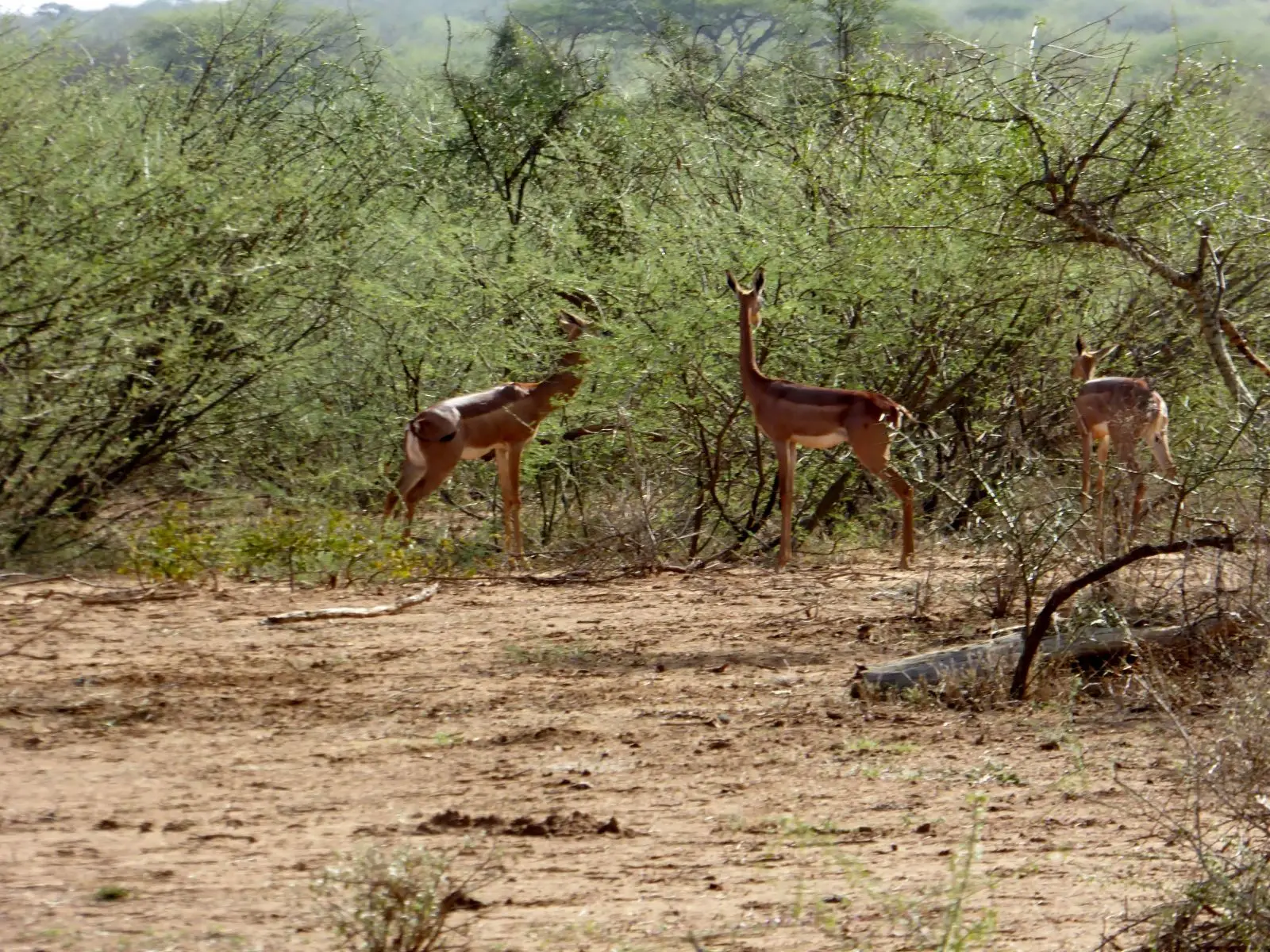 Gerenuk, Diet, Habitat