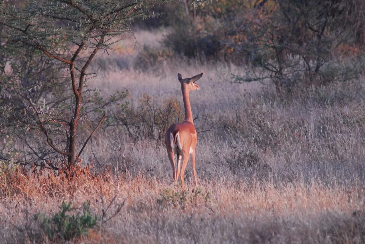 Free Gerenuk & Adaptation Image