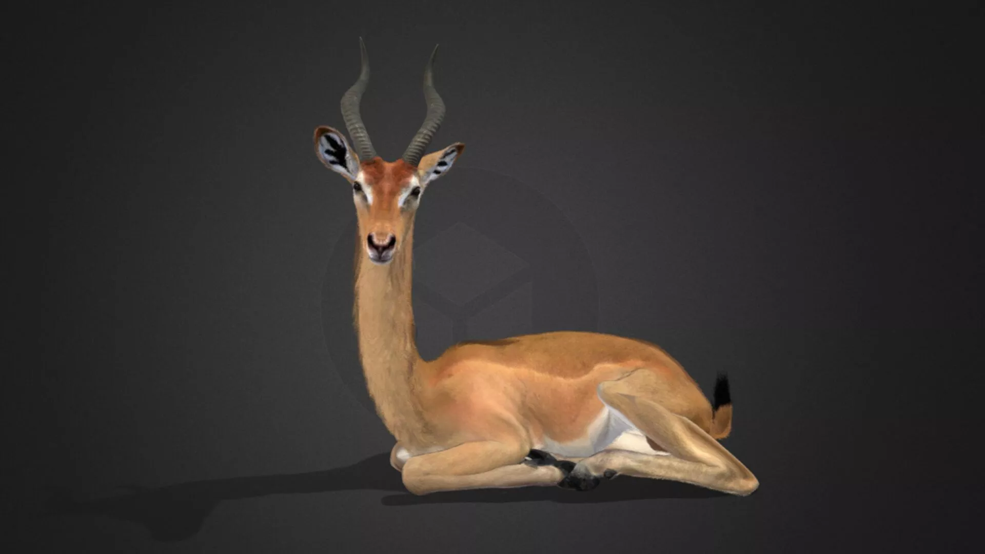 Gerenuk Antelope Realistic 3D