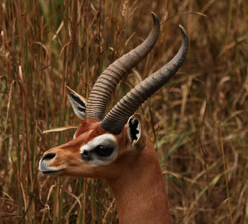 Meet the Gerenuk!. Imagine a gazelle