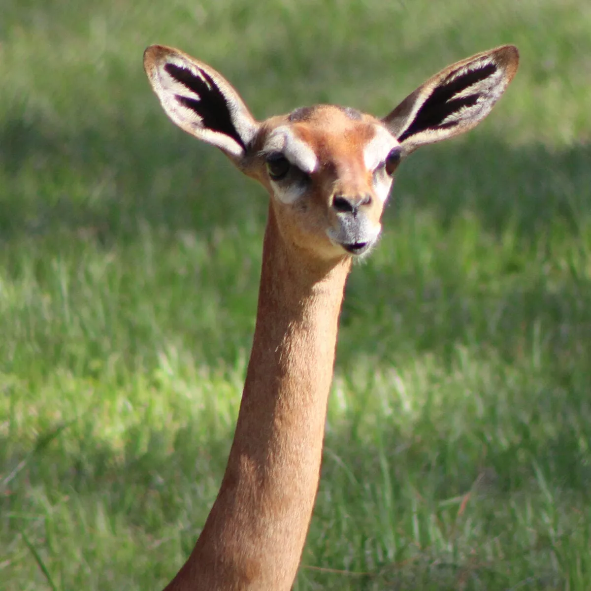 Meet the Gerenuk!. Imagine a gazelle