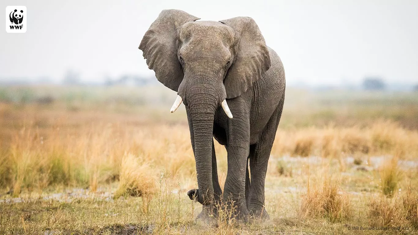 WWF Nature Wallpaper sign up. World Wildlife Fund