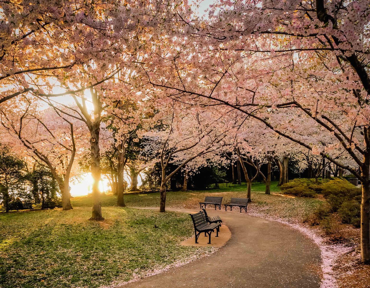 Beautiful Photo of Cherry Blossoms Around the World