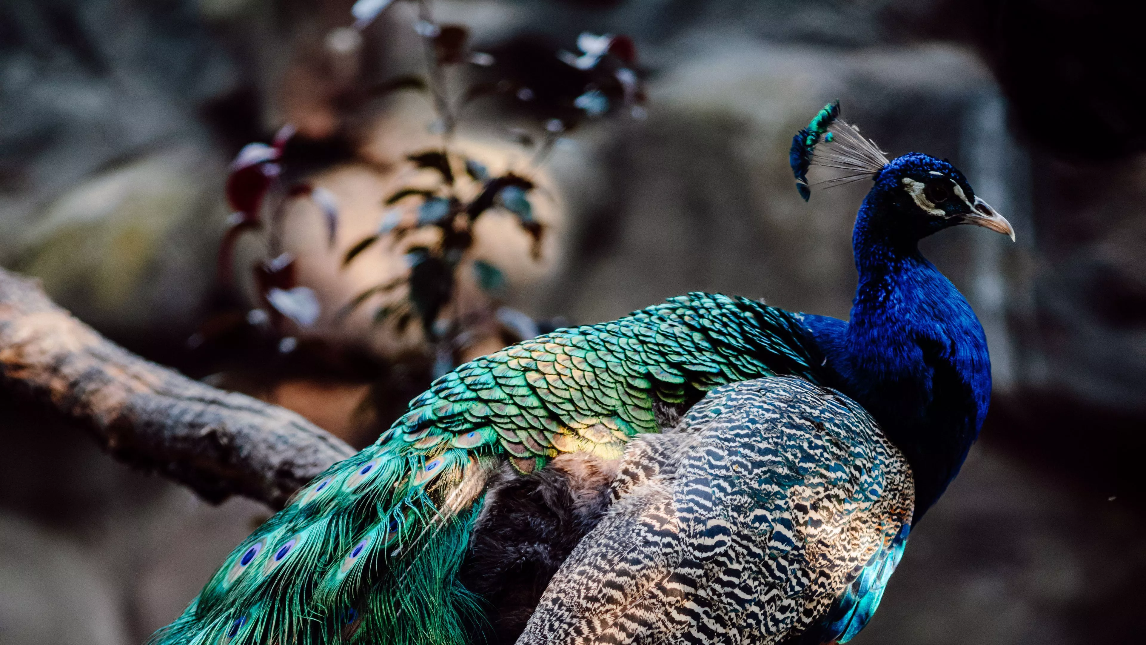 Beautiful Peacock Bird Feathers Branch