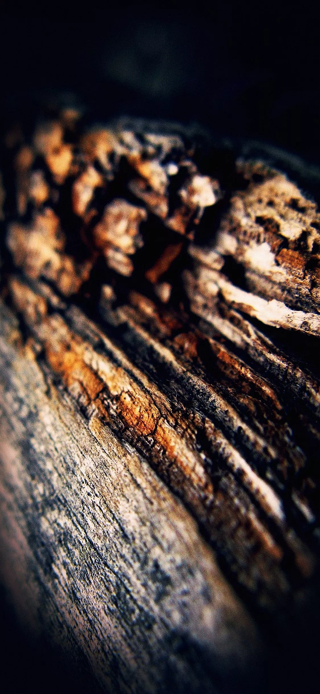 Old Aged Tree Vertical Dark Nature