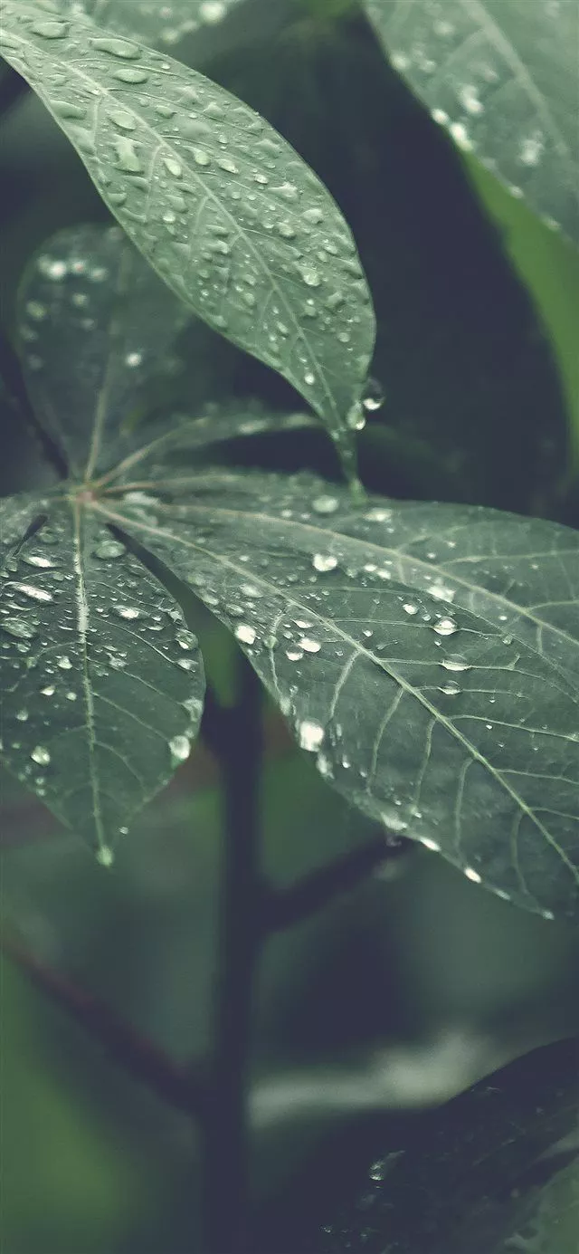 Best Rain drop iPhone X HD Wallpaper