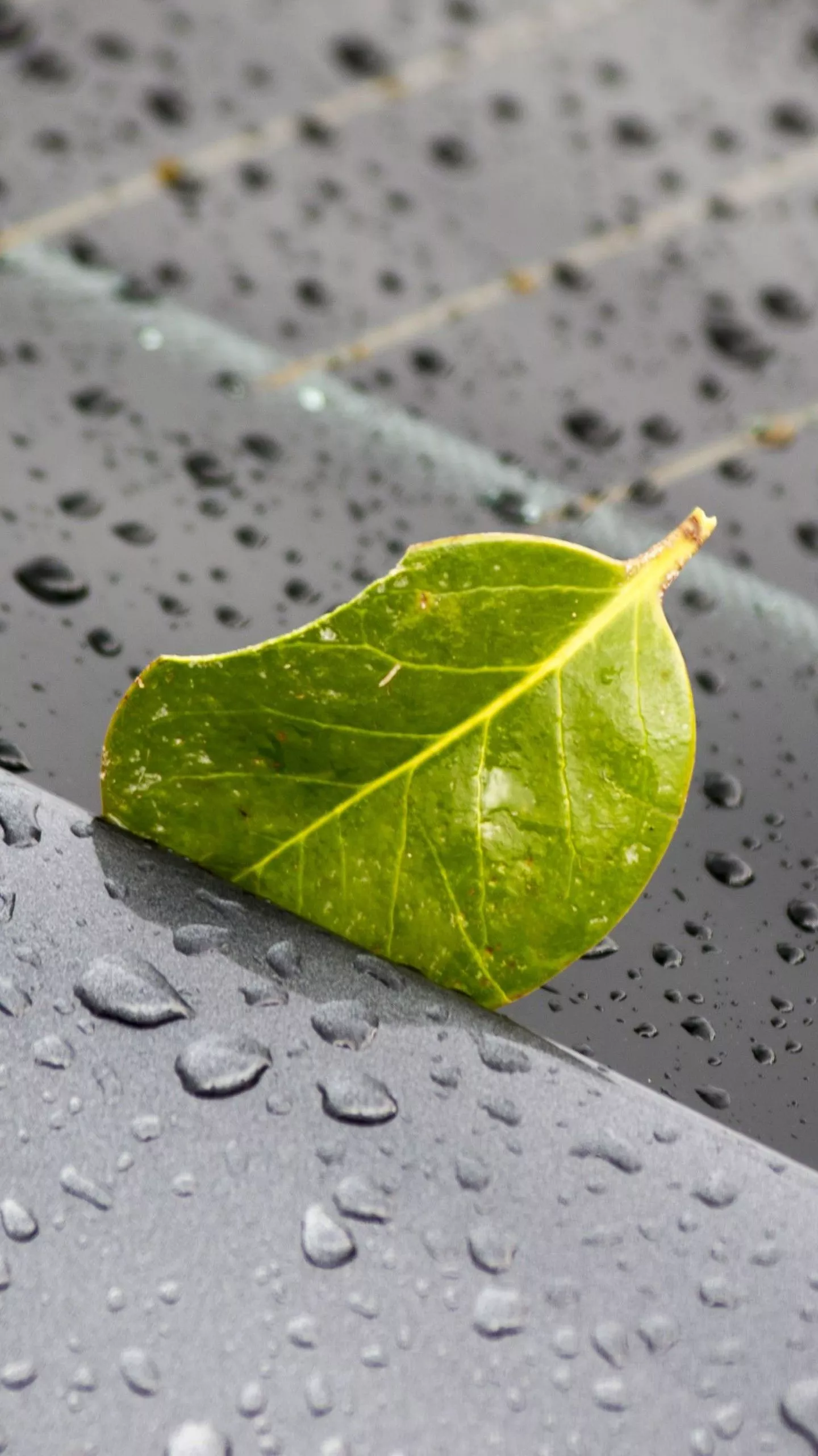 Green Leaf On Metal Rain Drops 4K HD