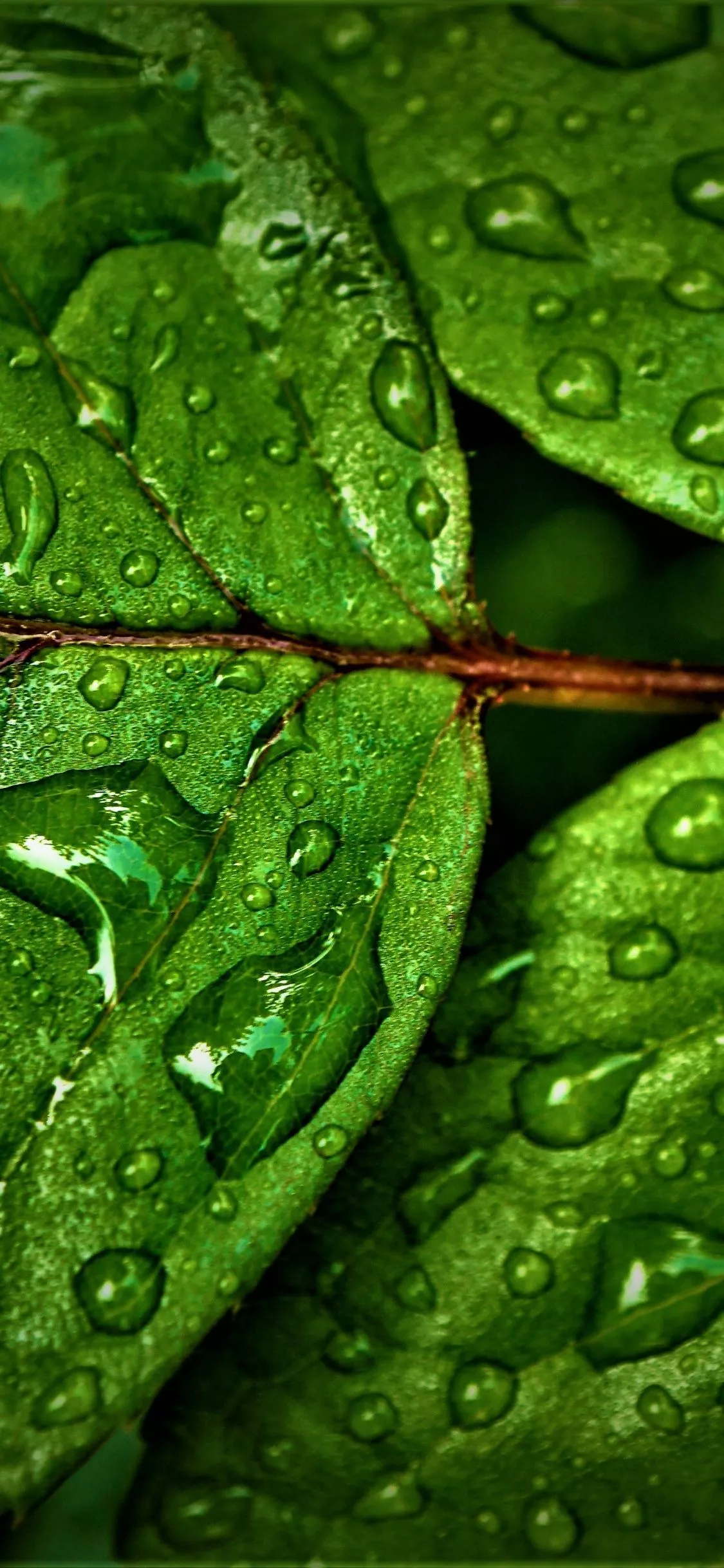 Green leaves Wallpaper 4K, Wet, Rain