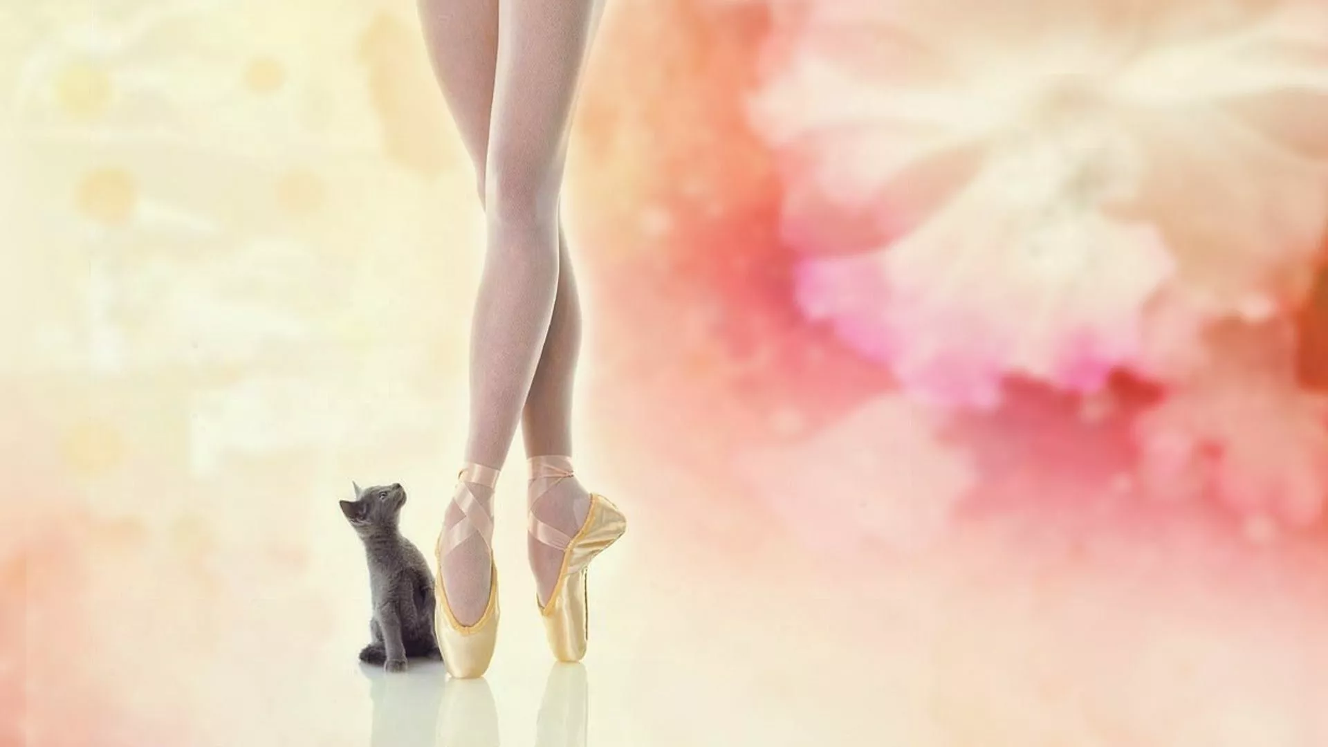 Artistic Ballerina Kitten HD Wallpaper
