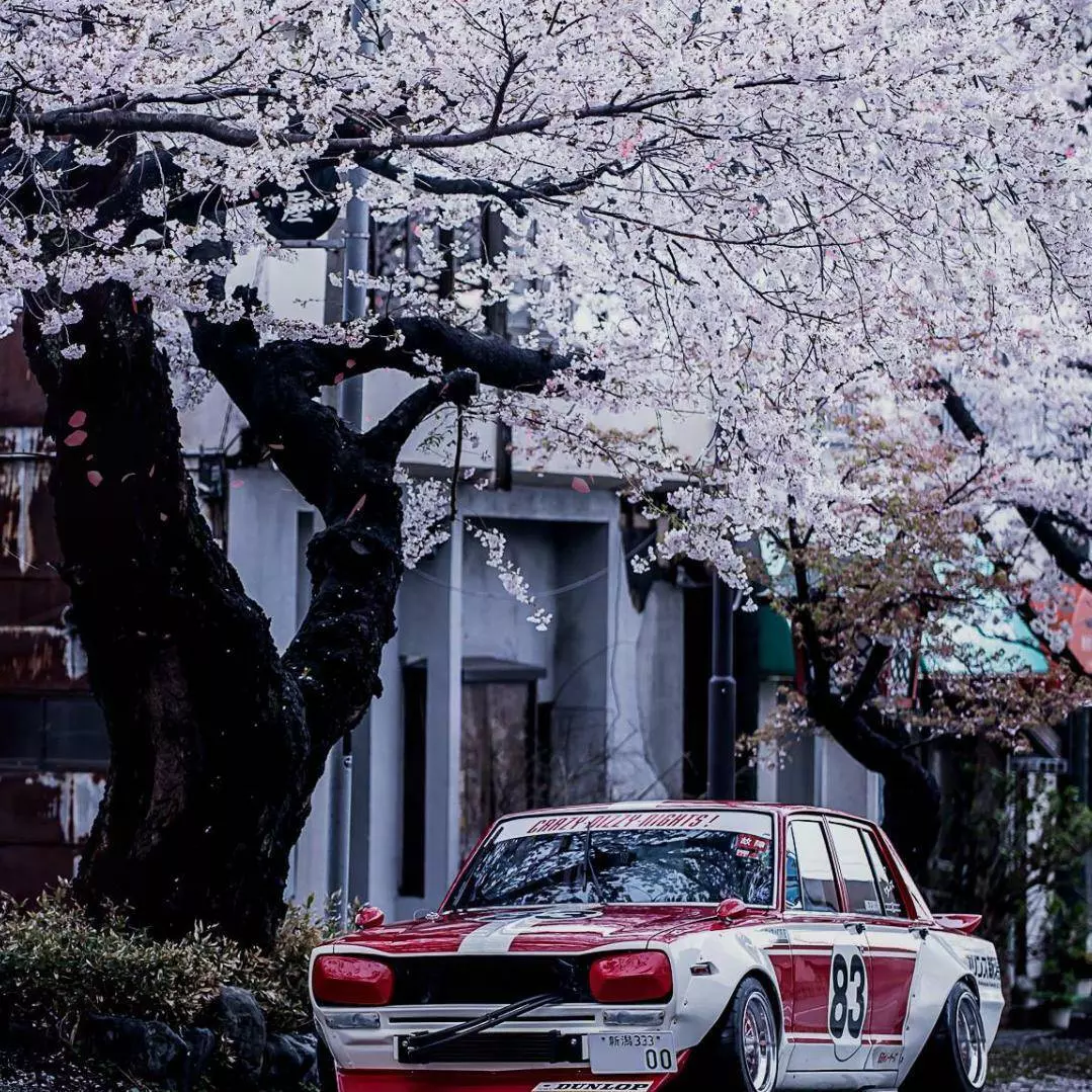 Live wallpaper JDM car under sakura download on VSThemes.org