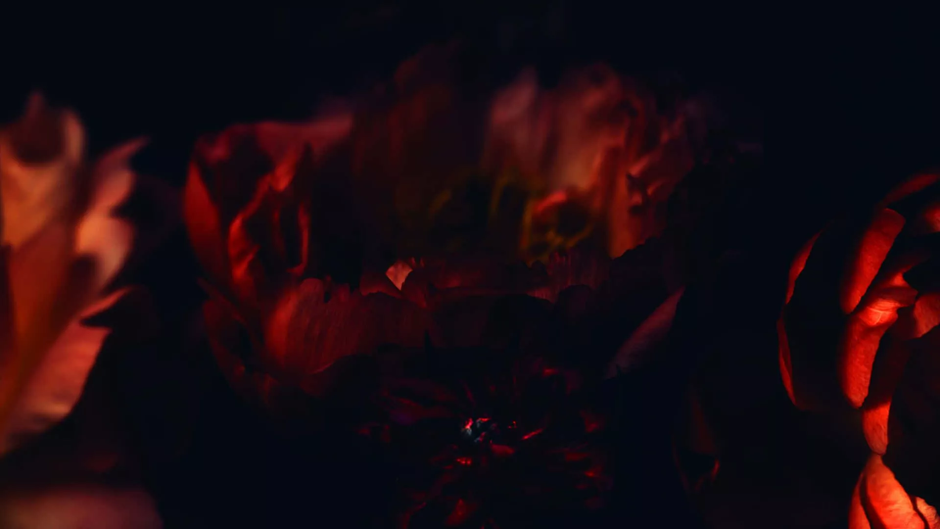 Dark Red Roses Desktop Wallpapers - Wallpaper Cave