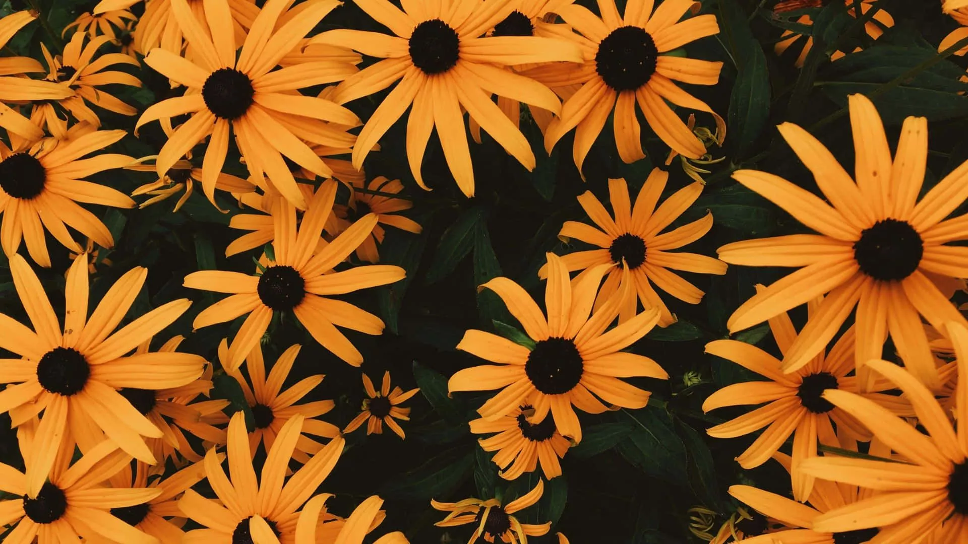 Yellow Aesthetic Flower Desktop