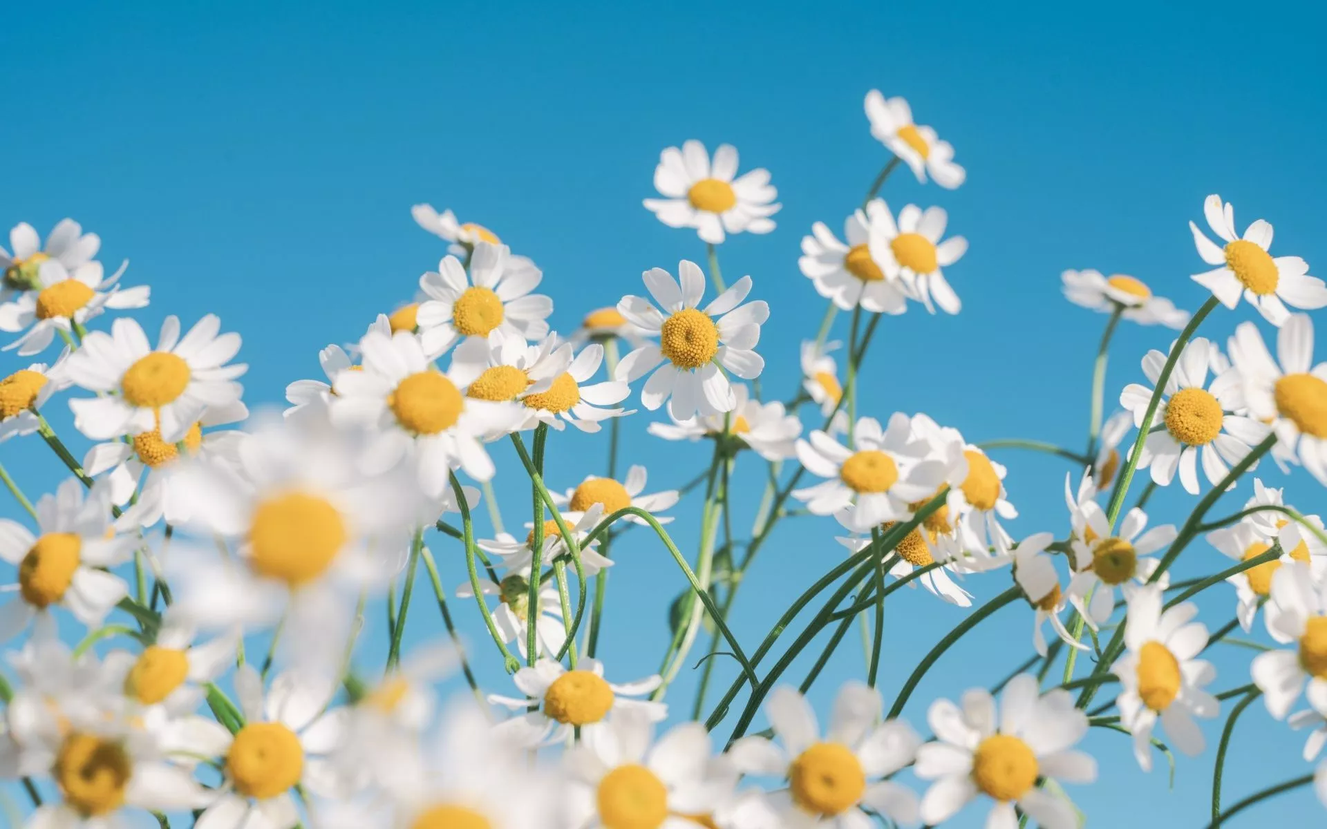 Chamomile flowers Wallpaper 4K