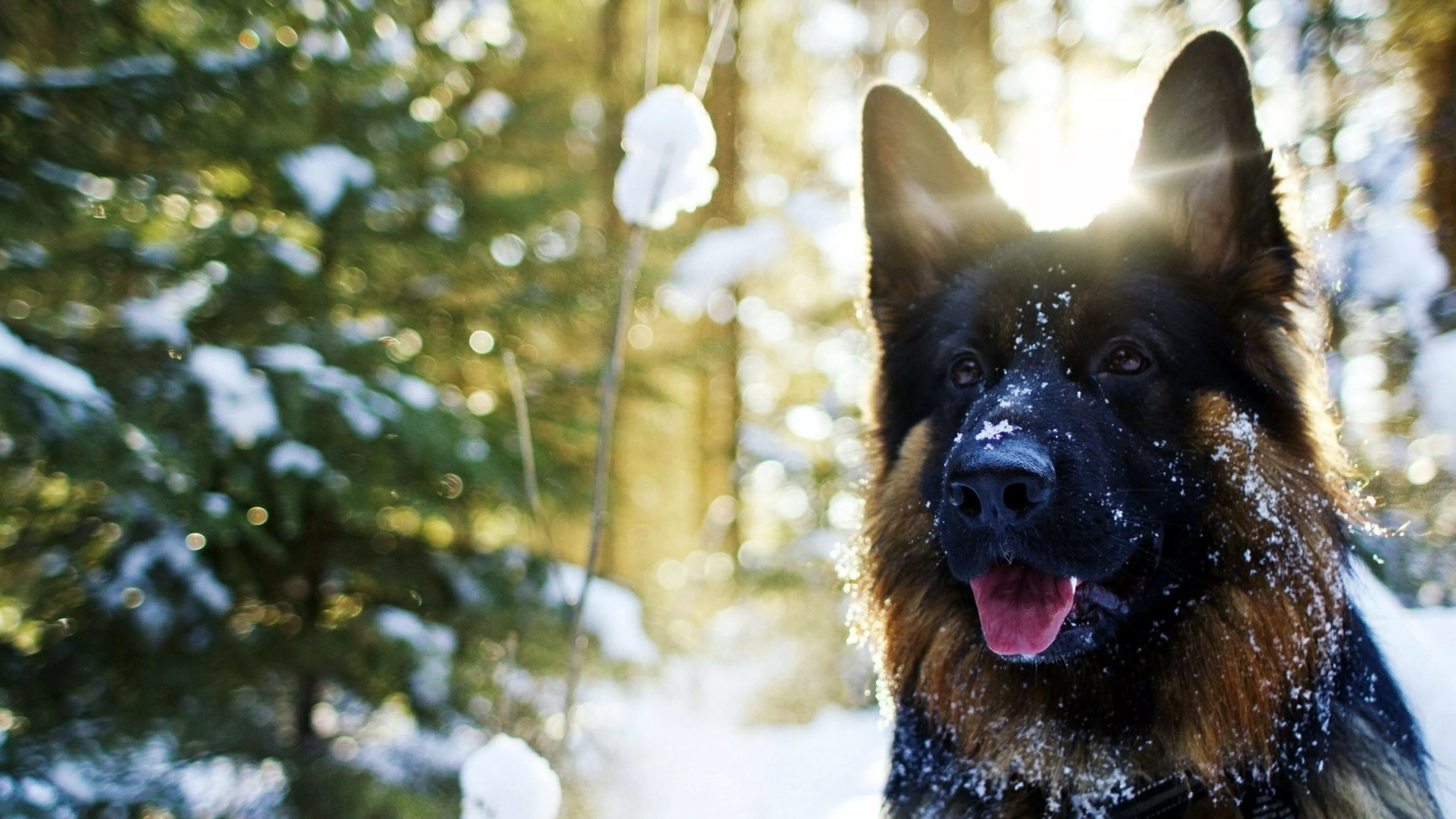 German Shepherd Wallpaper